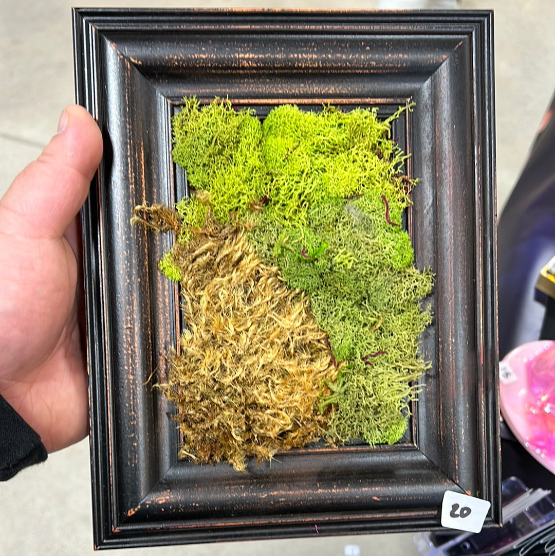 Framed Moss, Small