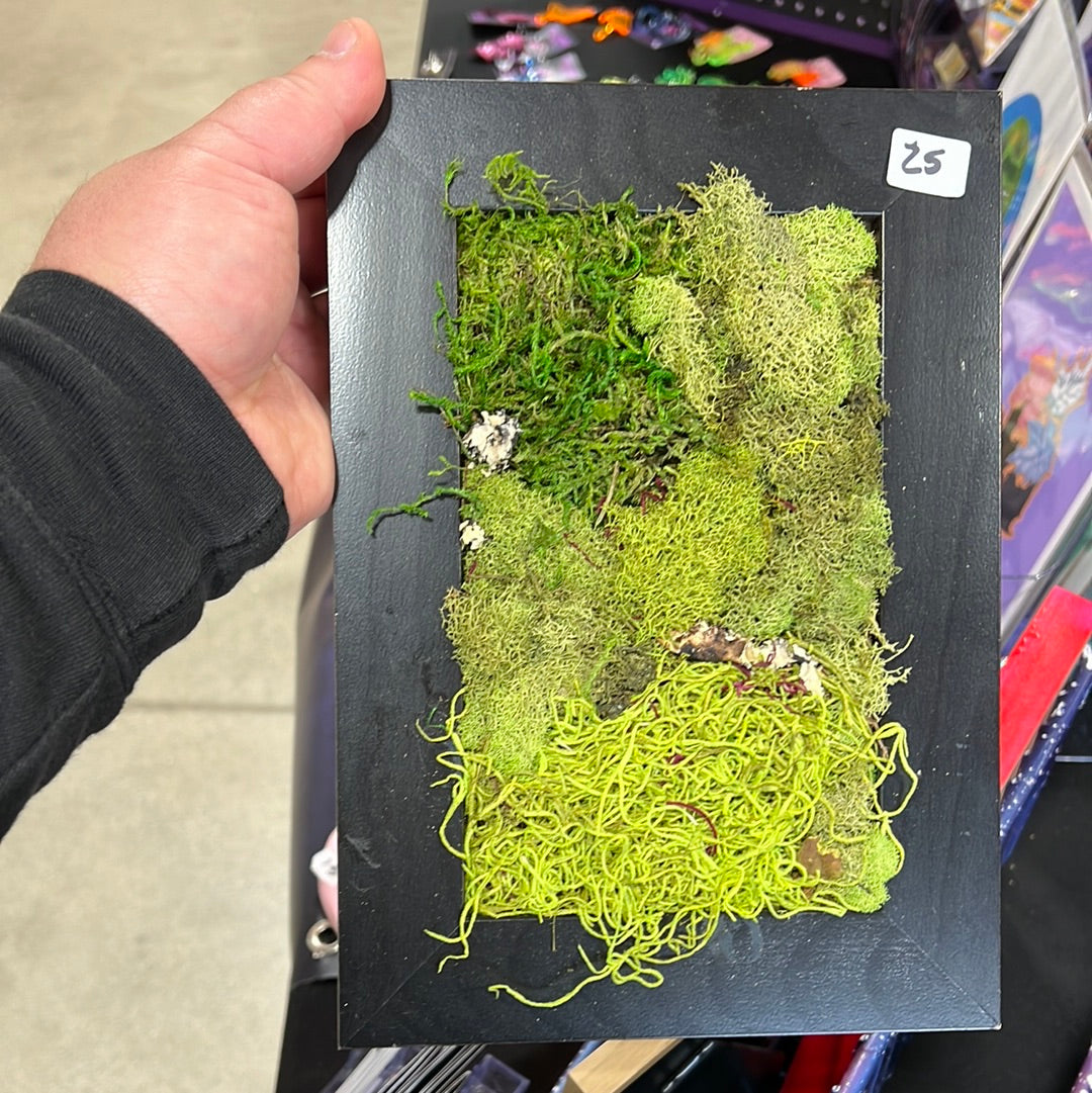Framed Moss, Small