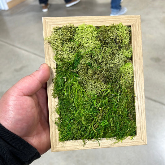 Framed Moss, Small