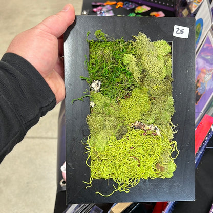 Framed Moss, Small