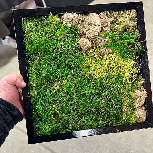 Large Framed Moss